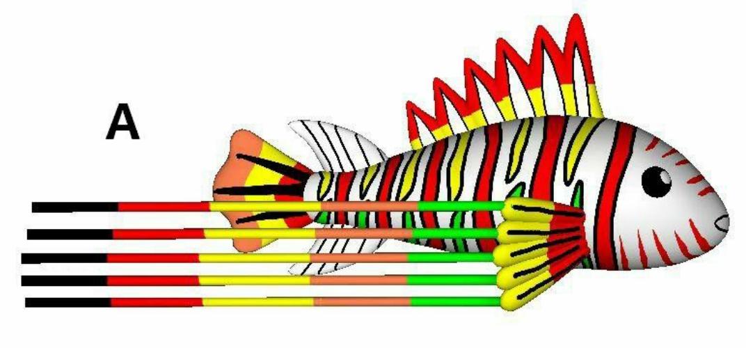 9KM 8m~12m Colorful Lionfish Kite Line Laundry Pendant Soft Inflatable Show Kite for Kite Festival 30D Ripstop Nylon Fabric